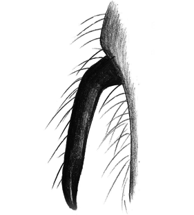 speciesimage