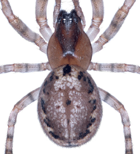 speciesimage