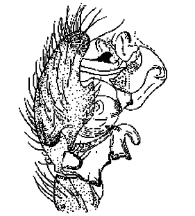 speciesimage
