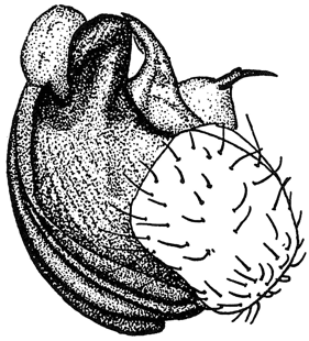 speciesimage