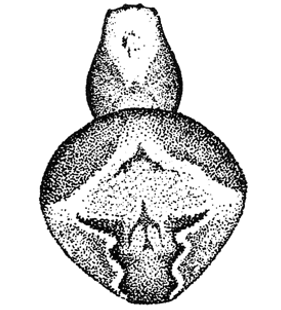 speciesimage