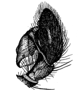 speciesimage
