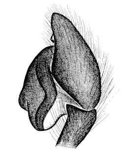 speciesimage