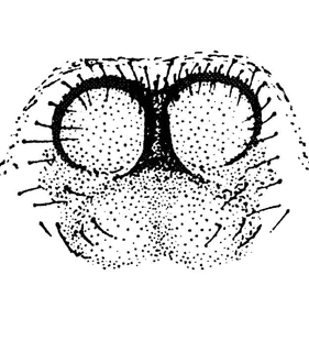 speciesimage