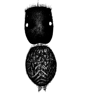 speciesimage