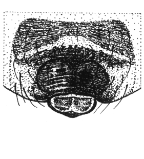 speciesimage