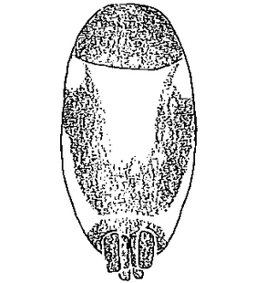species