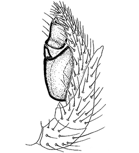 species