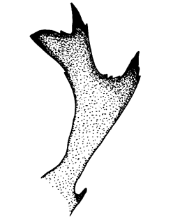 speciesimage