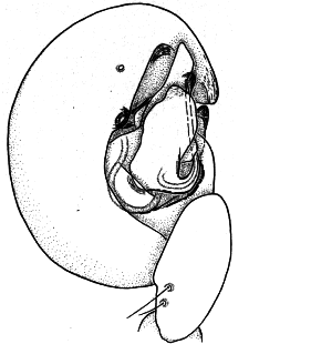 speciesimage