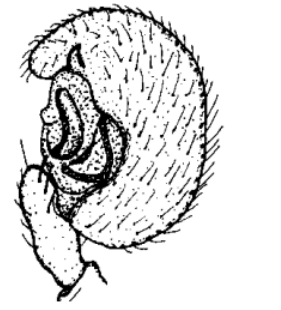 speciesimage
