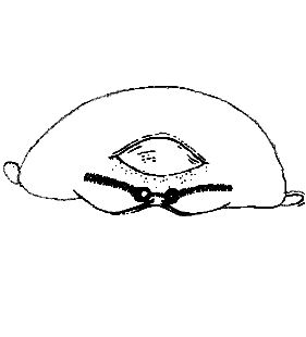 species