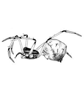 species