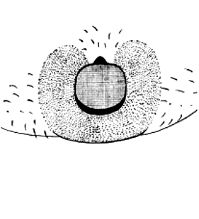 speciesimage