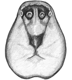 species