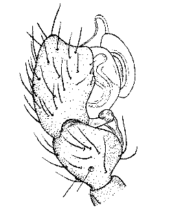 speciesimage