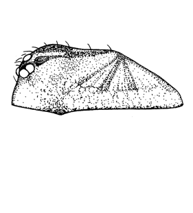 speciesimage