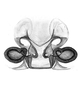 speciesimage