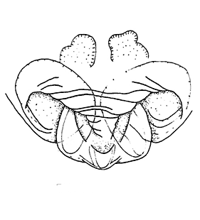 speciesimage
