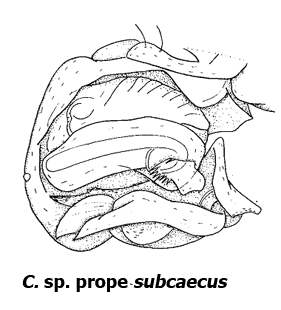 speciesimage