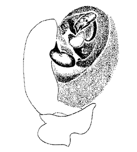 speciesimage