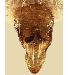 speciesimage