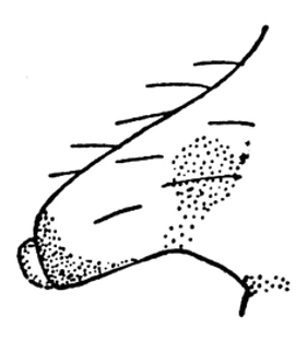 species