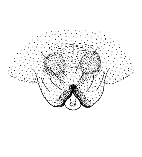 species