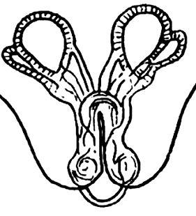 speciesimage