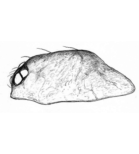 species