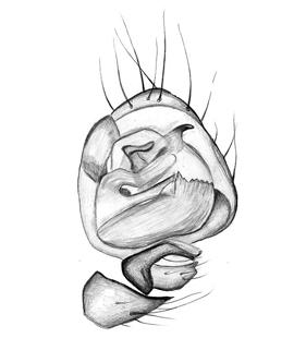 species