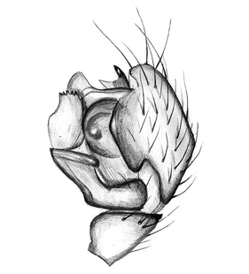 species