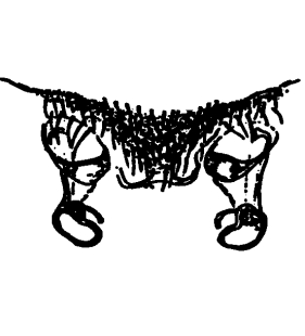 speciesimage