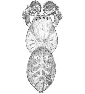 species