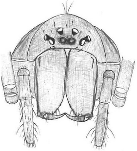 species