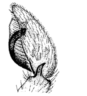 speciesimage