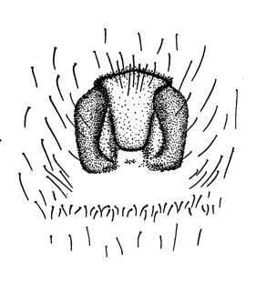 speciesimage
