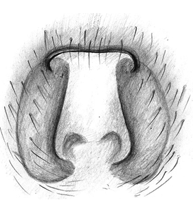 speciesimage