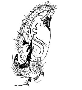 speciesimage