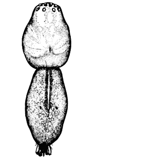 speciesimage