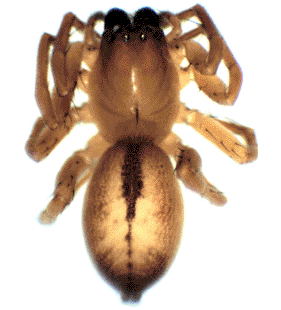 species
