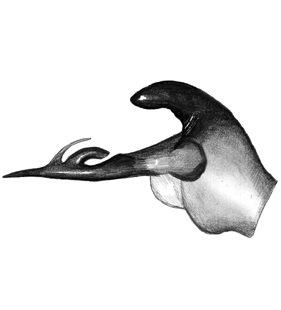 species