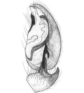 species