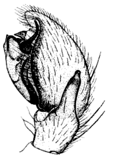 speciesimage