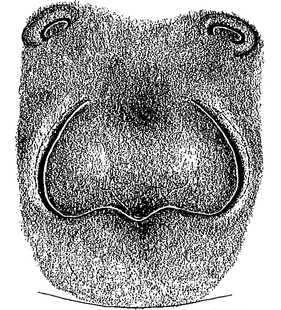 species
