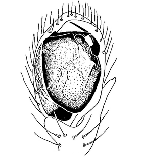 species