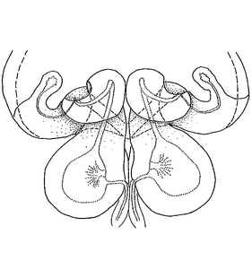 species