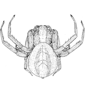 species