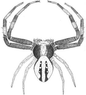 species