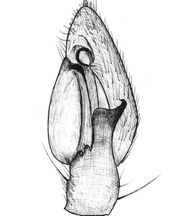 species